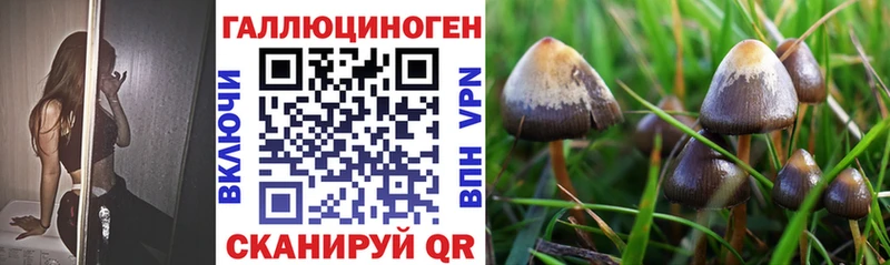 Галлюциногенные грибы Psilocybe  Болохово 
